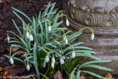 snowdrops