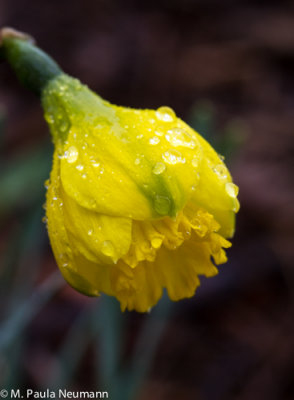 daffodil