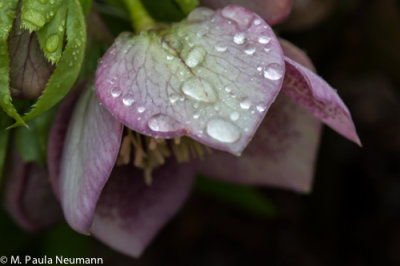 lenten rose