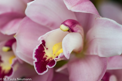 Longwood Gardens
