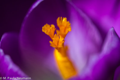crocus