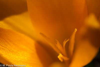 crocus