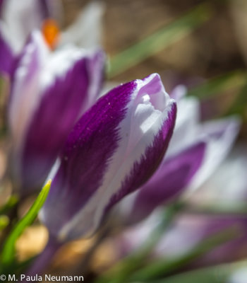 crocus