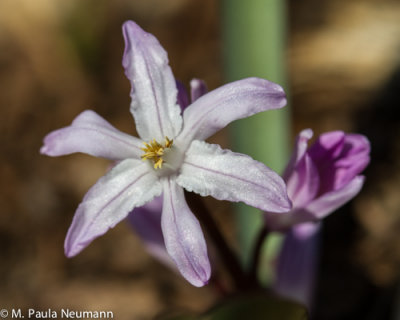 scilla