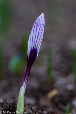 crocus