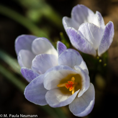 crocus