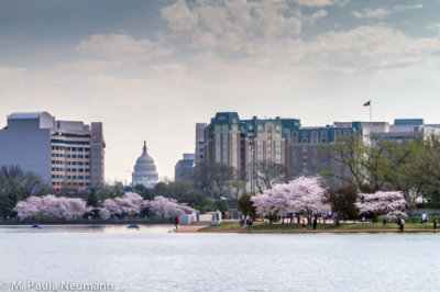 Cherry blossoms and Capitol building