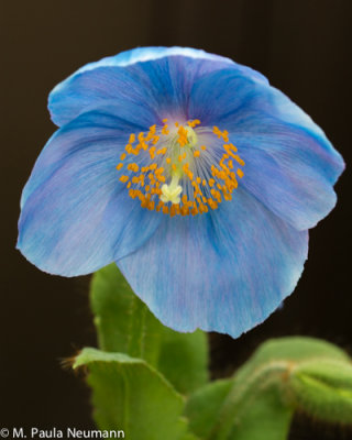 blue poppies