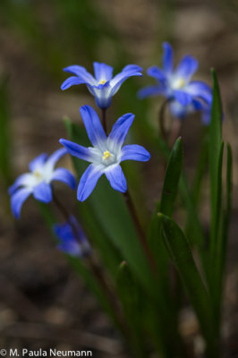 scilla