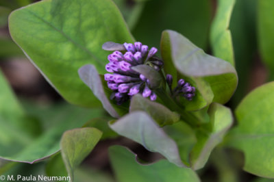 Virginia bluebell buds