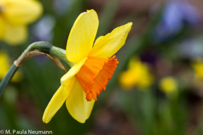daffodil