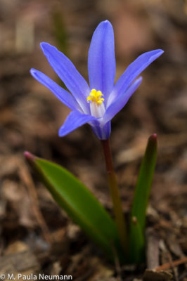 _MG_6203.jpg