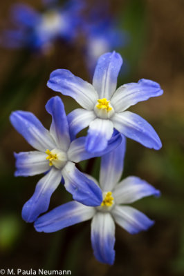 scilla