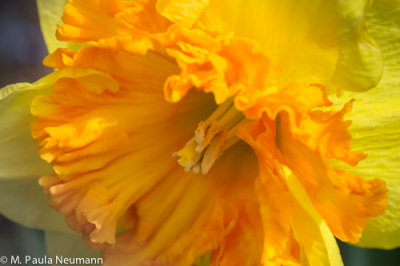 daffodil