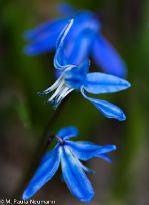 _MG_6262.jpg