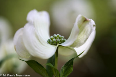 dogwood