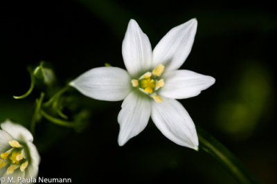 star of Bethlehem