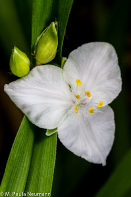 spiderwort