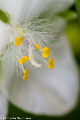 spiderwort