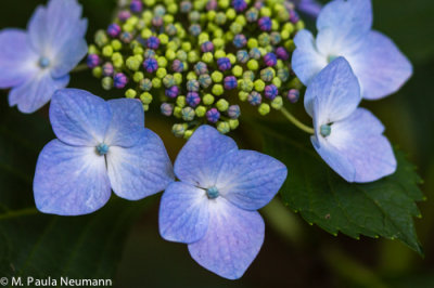 hydrangea