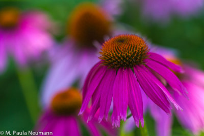 cone flower