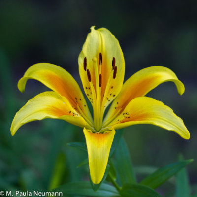 day lily 