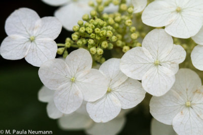 oak leaf hydrangea