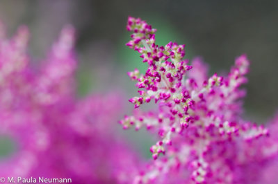 astilbe