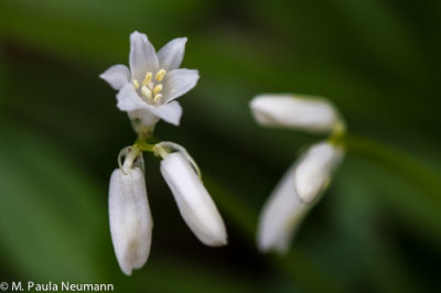 bell flower