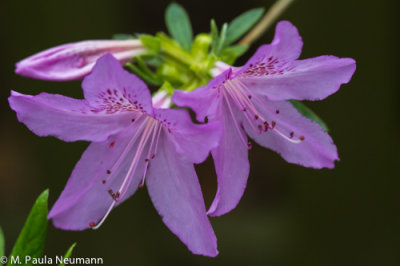 azalea