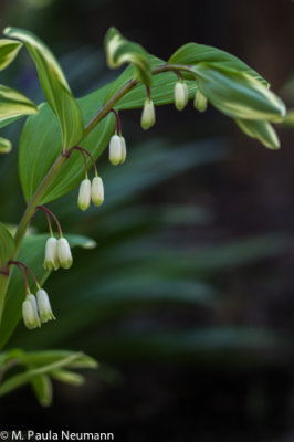 Solomon's seal