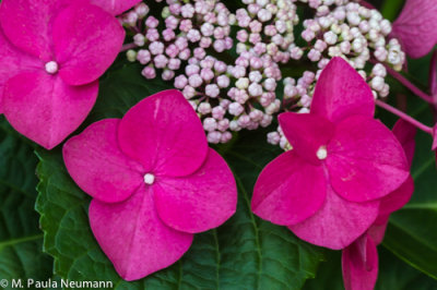 hydrangea