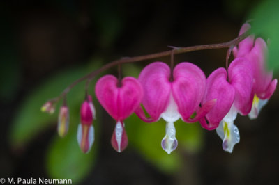 bleeding heart