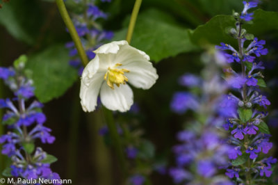 May apple and ajuga