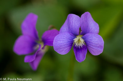 violet