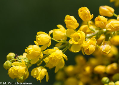 Oregon grape-holly