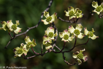dogwood