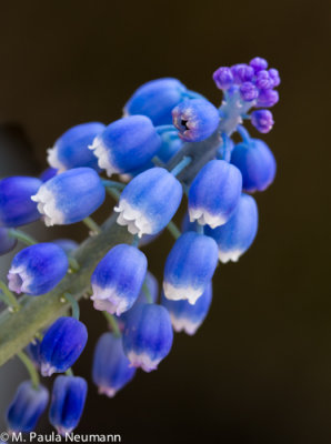 grape hyacinth