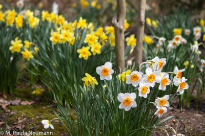 daffodils
