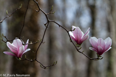 magnolia