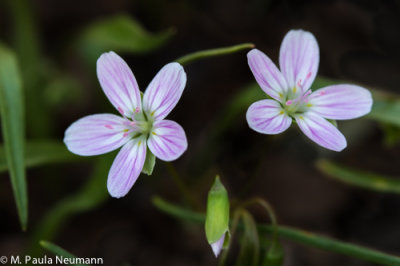 spring beauty
