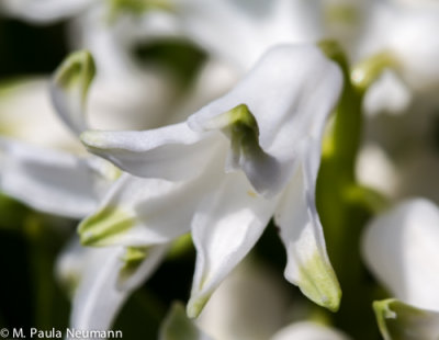 hyacinth