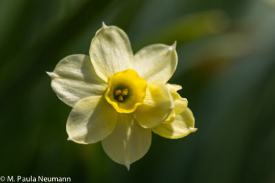 daffodil