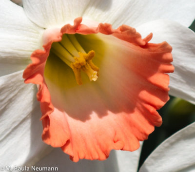 daffodil