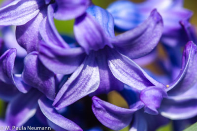 hyacinth