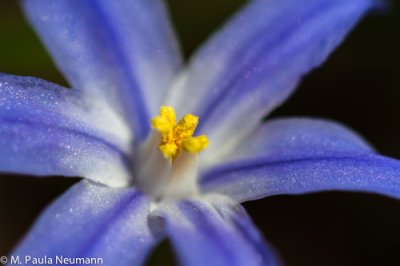 scilla