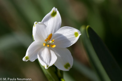 summer snowflake
