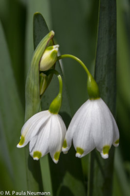 summer snowflake