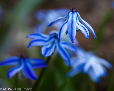 scilla