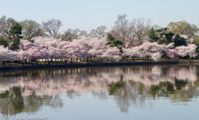 Cherry blossoms